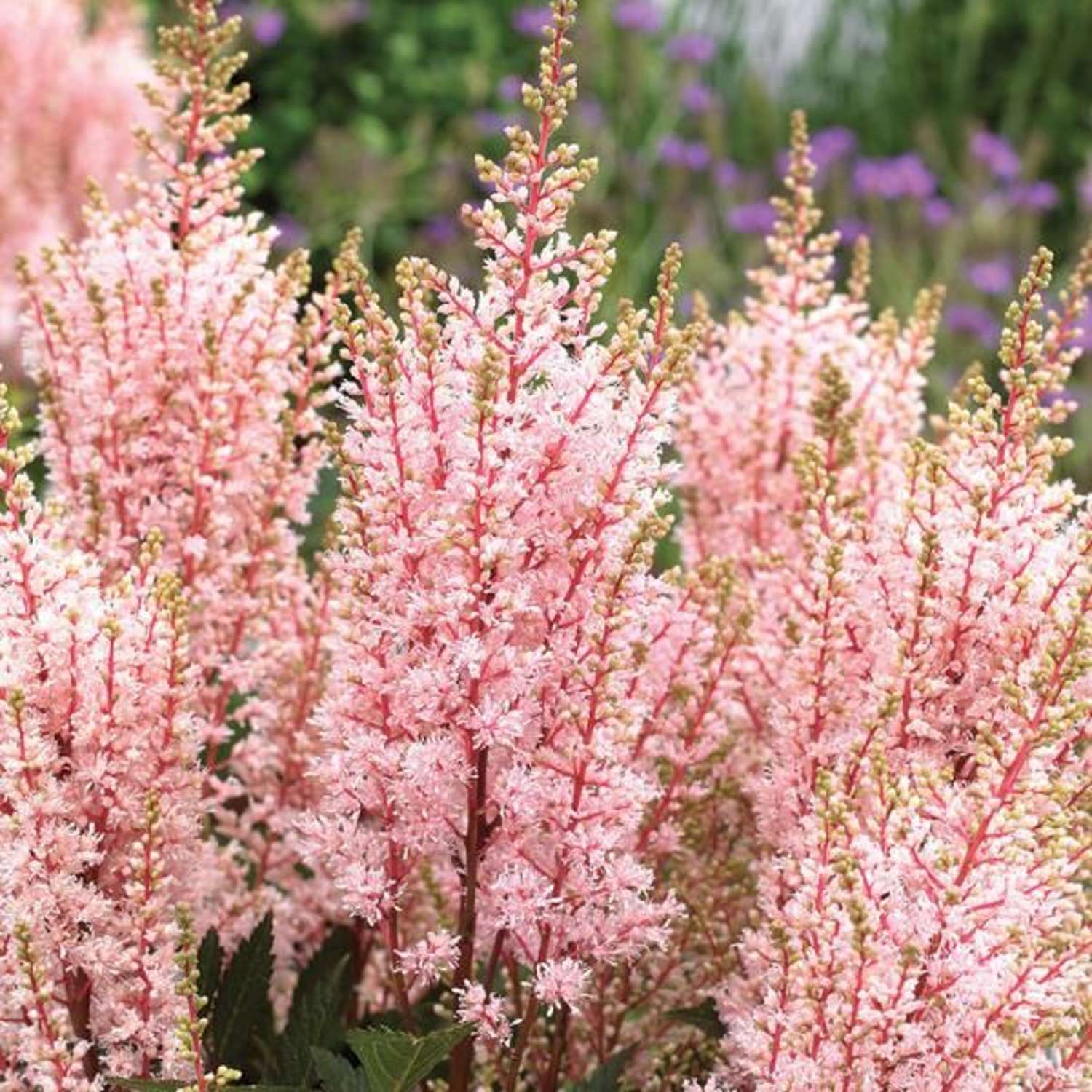 Astilbe ‘Look at Me’